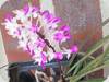 Seidenfadenia mitrata Pink